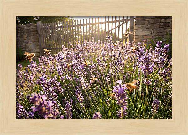 Buzzing Beauty Among Lavender