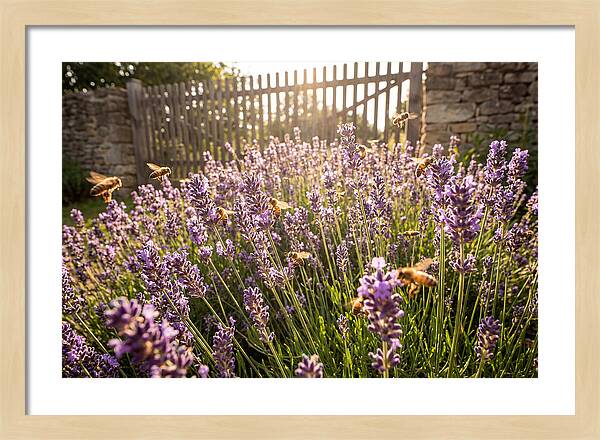 Buzzing Beauty Among Lavender