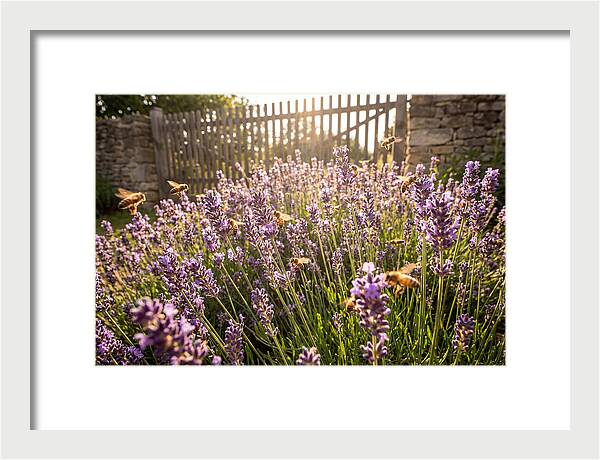 Buzzing Beauty Among Lavender