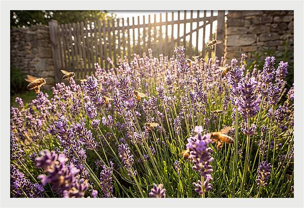 Buzzing Beauty Among Lavender