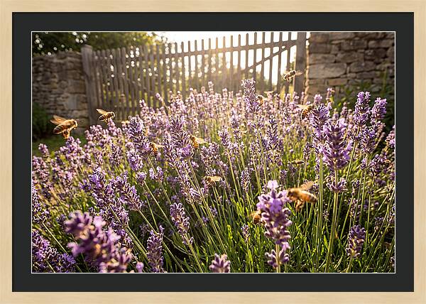 Buzzing Beauty Among Lavender