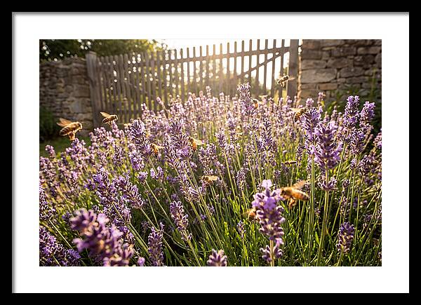 Buzzing Beauty Among Lavender