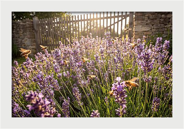 Buzzing Beauty Among Lavender