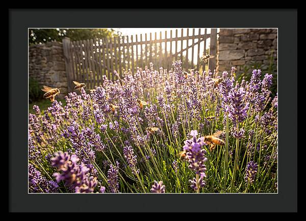 Buzzing Beauty Among Lavender
