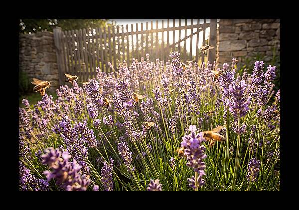Buzzing Beauty Among Lavender