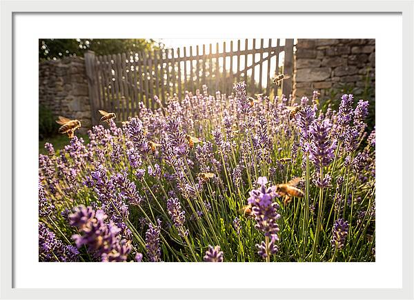 Buzzing Beauty Among Lavender