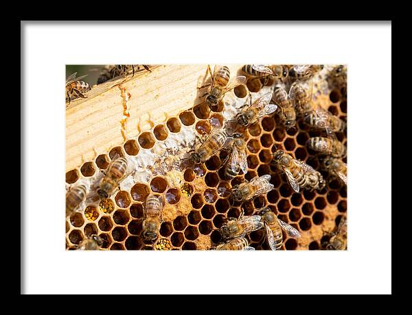 Buzzing Harmony In Nature