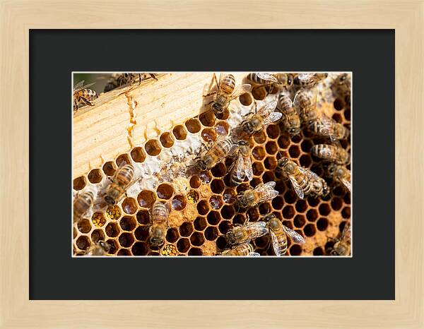 Buzzing Harmony In Nature