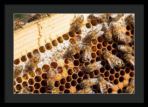 Buzzing Harmony In Nature