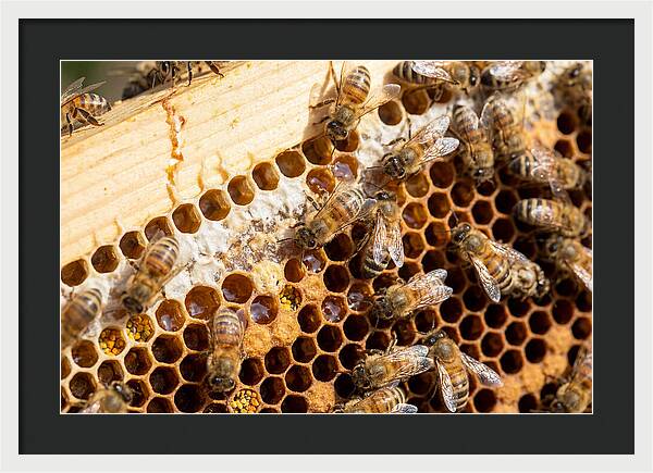 Buzzing Harmony In Nature