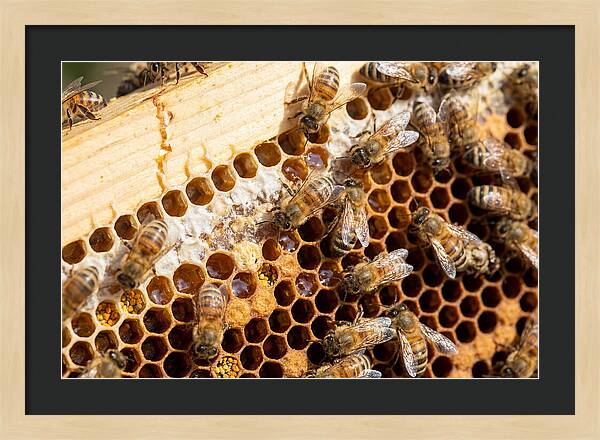 Buzzing Harmony In Nature