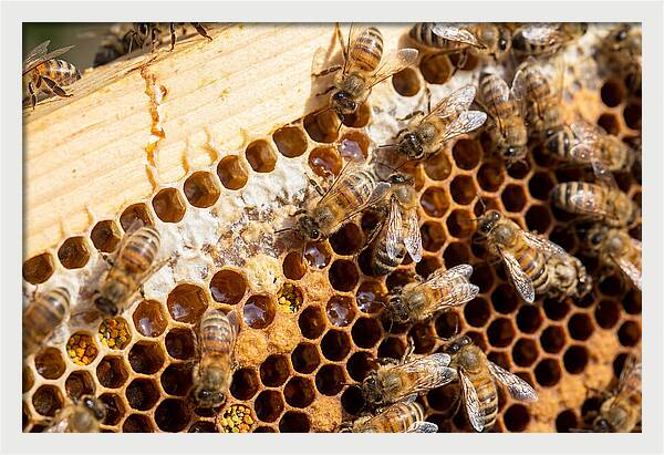 Buzzing Harmony In Nature