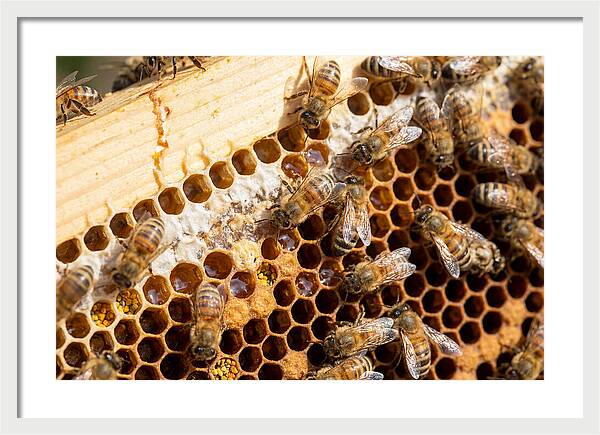 Buzzing Harmony In Nature