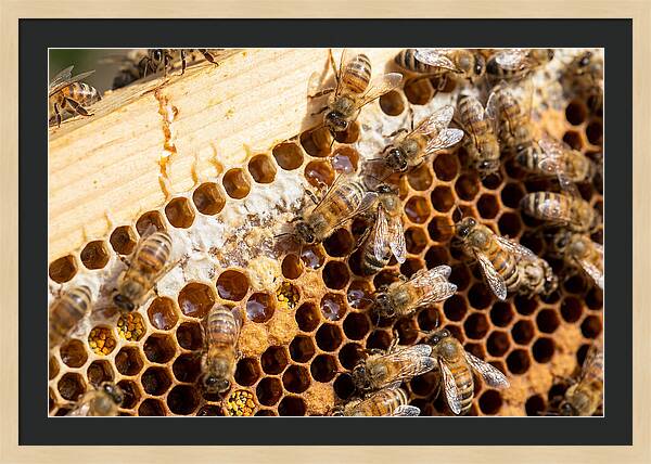 Buzzing Harmony In Nature
