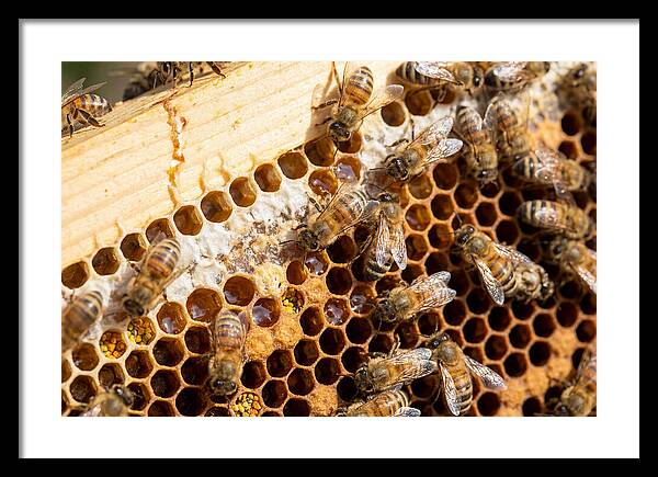 Buzzing Harmony In Nature