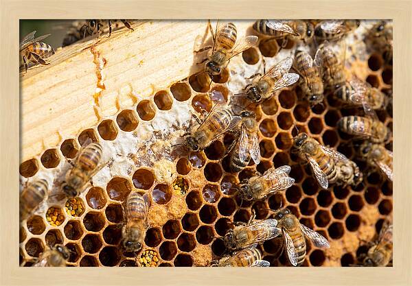 Buzzing Harmony In Nature