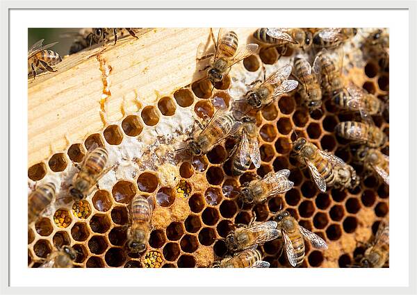Buzzing Harmony In Nature