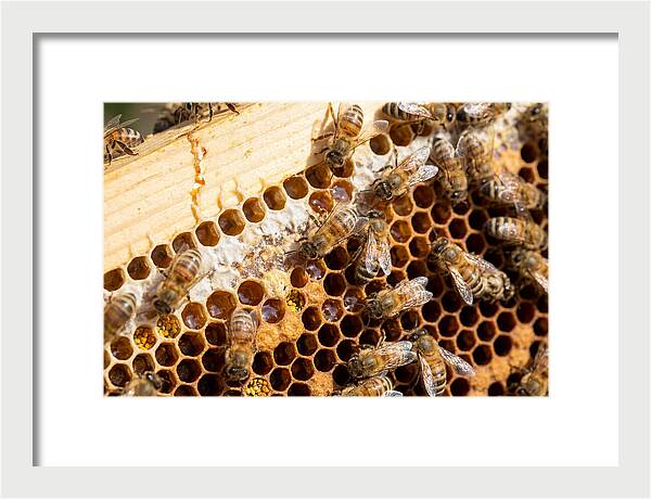 Buzzing Harmony In Nature