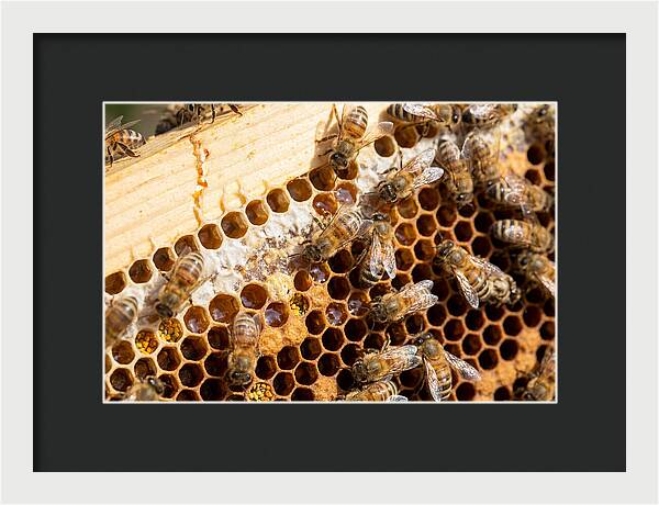 Buzzing Harmony In Nature