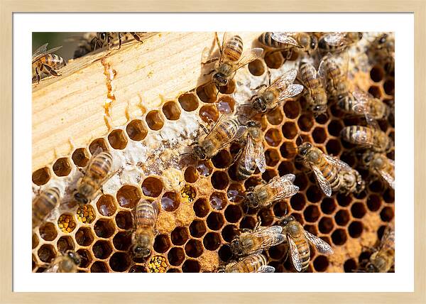 Buzzing Harmony In Nature