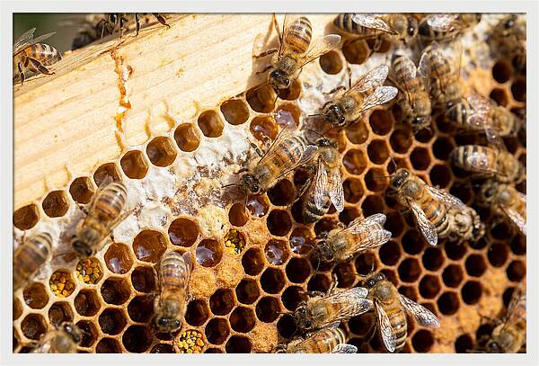 Buzzing Harmony In Nature