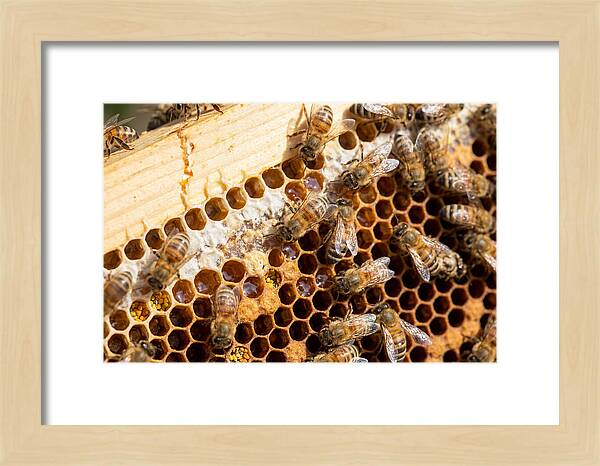 Buzzing Harmony In Nature