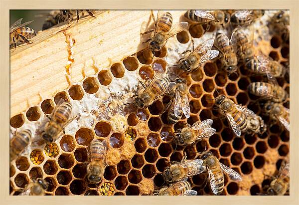 Buzzing Harmony In Nature