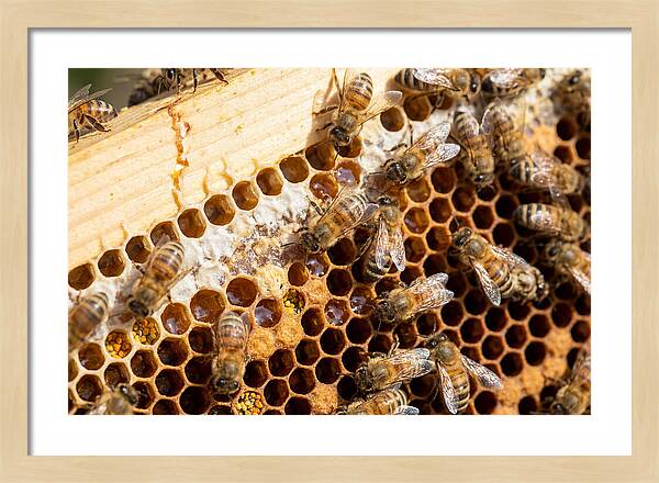 Buzzing Harmony In Nature
