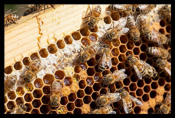 Buzzing Harmony In Nature
