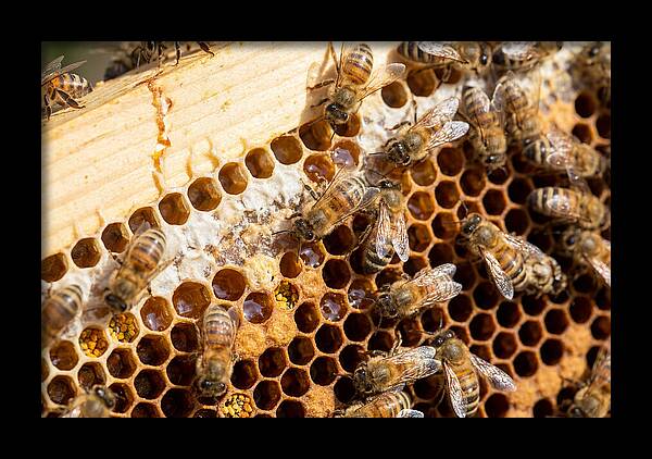 Buzzing Harmony In Nature