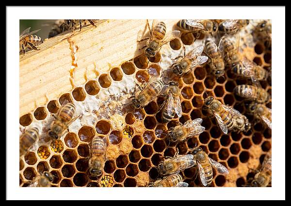 Buzzing Harmony In Nature