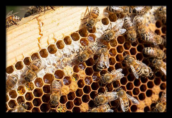 Buzzing Harmony In Nature