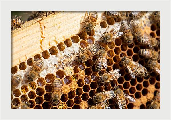 Buzzing Harmony In Nature
