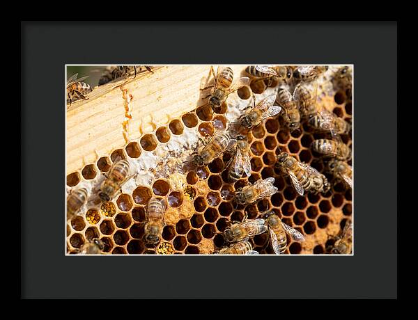 Buzzing Harmony In Nature