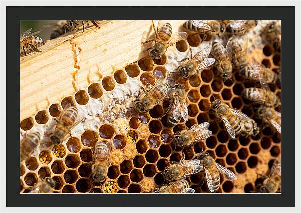 Buzzing Harmony In Nature