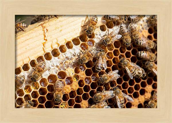 Buzzing Harmony In Nature