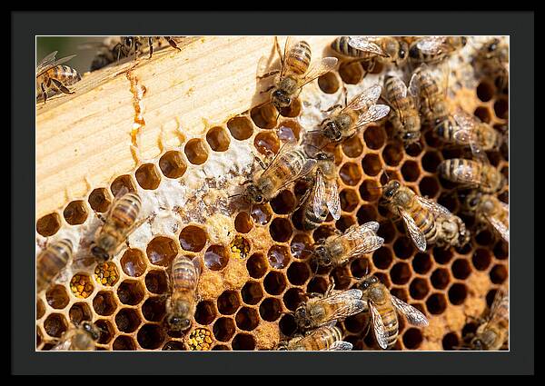Buzzing Harmony In Nature