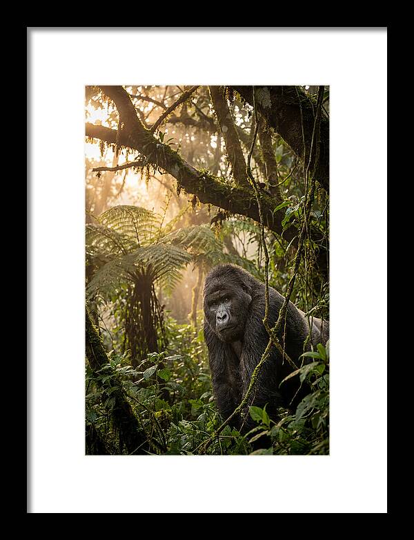 Bwindi Impenetrable Forest Majesty