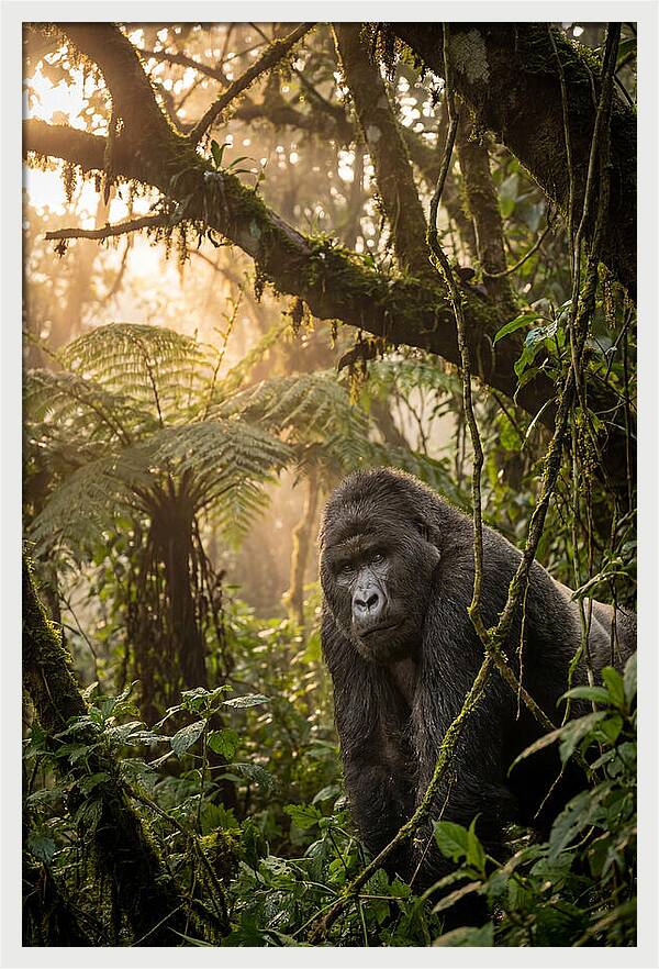 Bwindi Impenetrable Forest Majesty