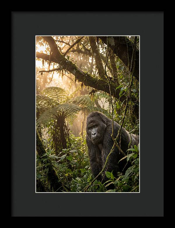 Bwindi Impenetrable Forest Majesty