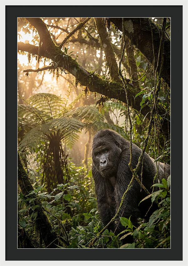 Bwindi Impenetrable Forest Majesty