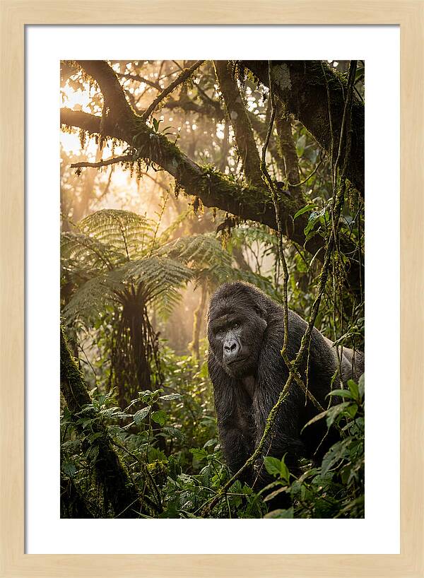 Bwindi Impenetrable Forest Majesty