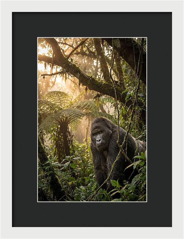 Bwindi Impenetrable Forest Majesty