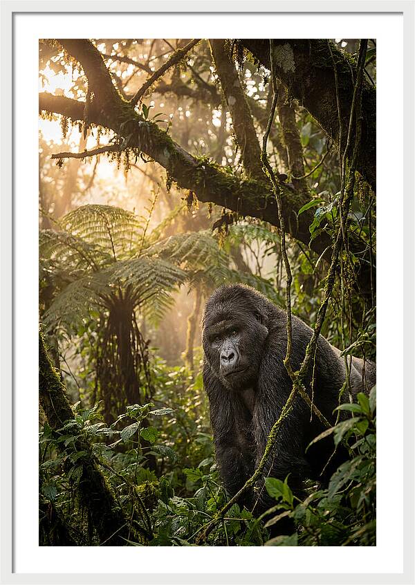 Bwindi Impenetrable Forest Majesty