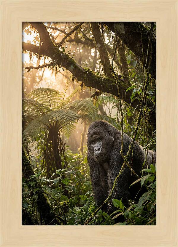 Bwindi Impenetrable Forest Majesty