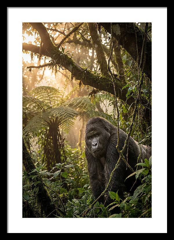 Bwindi Impenetrable Forest Majesty