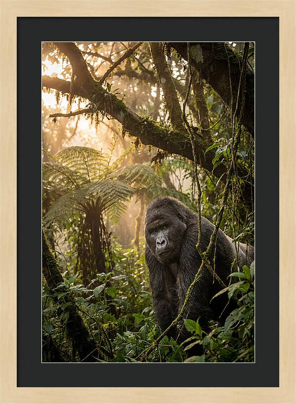 Bwindi Impenetrable Forest Majesty