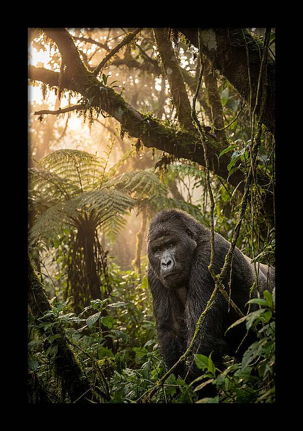 Bwindi Impenetrable Forest Majesty