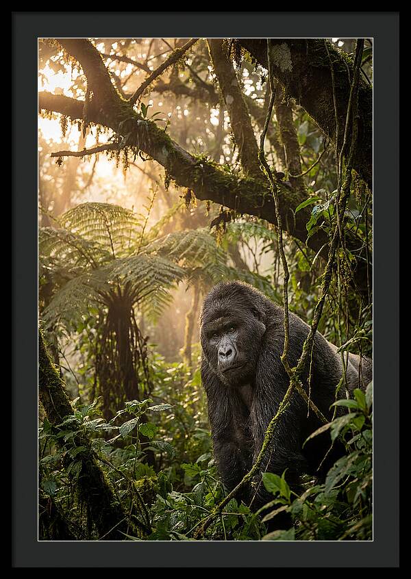 Bwindi Impenetrable Forest Majesty