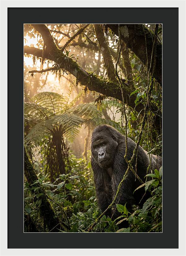 Bwindi Impenetrable Forest Majesty
